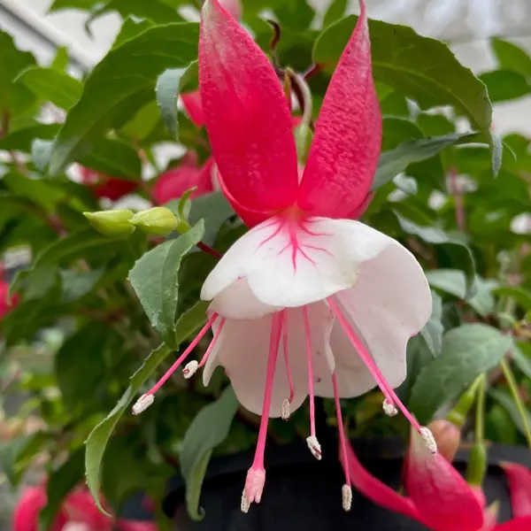Fuchsia Weald View Hula