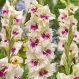 Gladioli Amber Mystique Pkglaamy - Garden Express Australia
