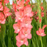 Gladioli Big Business Pkglabbu - Garden Express Australia
