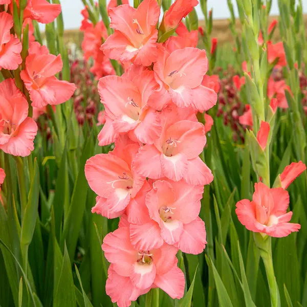 Gladioli Big Business Gladioli Big Business