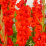 Gladioli Dador De Pan Pkgladdp - Garden Express Australia