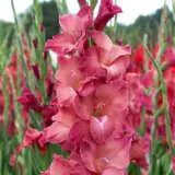 Gladioli Indian Summer Pkglaisu - Garden Express Australia
