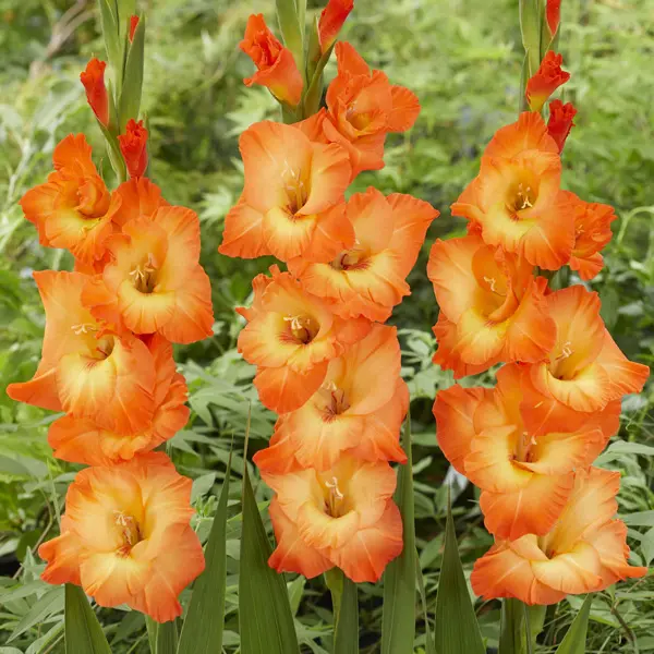 Gladioli Orange Sun