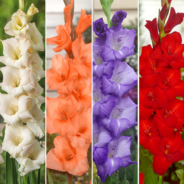Glamour Gladioli Collection 25 Bulbs Garden Express
