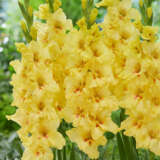 Gladiolus Yellow Age Pkglayag - Garden Express Australia