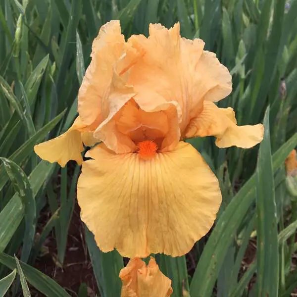 Bearded Iris Song Of Norway Bearded Iris Song Of Norway