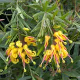 Grevillea Gold Rush - Garden Express Australia