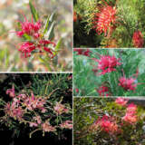 Grevillea Winter Collection 5 Plants