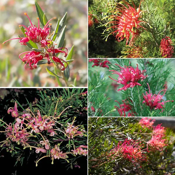 Grevillea Winter Collection 5 Plants Grevillea Winter Collection 5 Plants