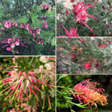 Grevillea Winter Collection Colgrewco - Garden Express Australia