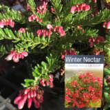 Grevillea Winter Nectar P14grewne - Garden Express Australia