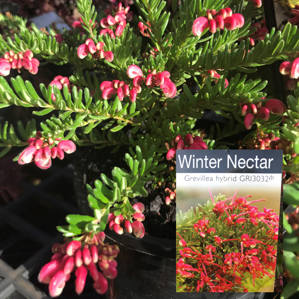 Grevillea Winter Nectar (pbr)