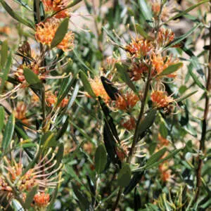 Types And Colours Of Grevillea Grevillea Olivacea Orange Lpogreoor - Garden Express Australia