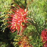 Grevillea Thelemanniana Baby
