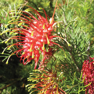 Grevillea Thelemanniana By Melburnian Via Wiki Lpogretba - Garden Express Australia