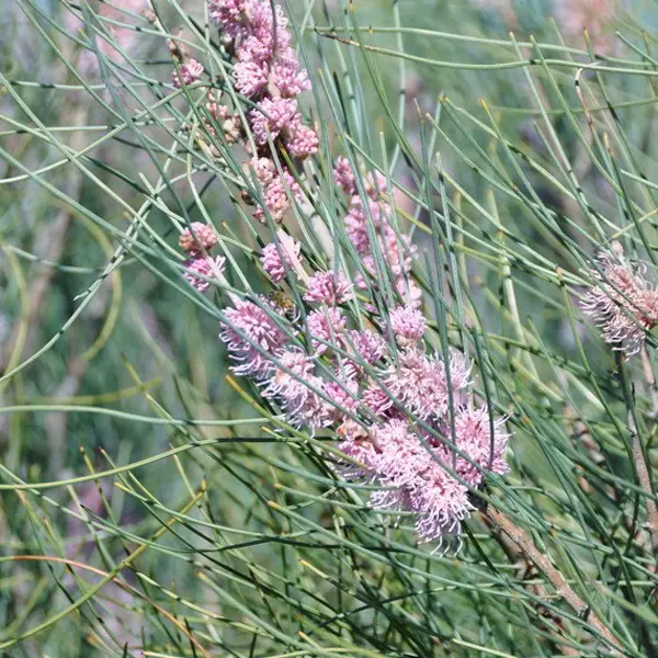 Hakea Invaginata- Pink Plumed Hakea