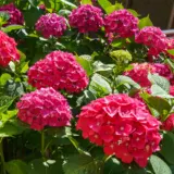 Hydrangea Alphengluhen P75hydalp - Garden Express Australia