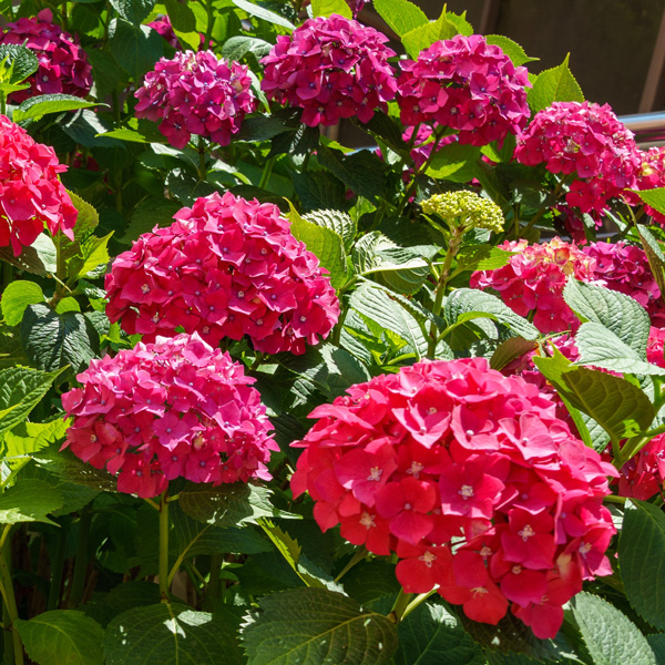 Hydrangea Alphengluhen