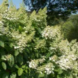 Hydrangea Tardiva P14hydtar - Garden Express Australia