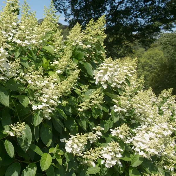 Hydrangea Tardiva 200mm Hydrangea Tardiva 200mm