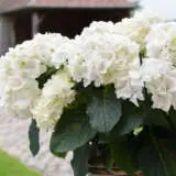 Hydrangea White Knight Hydrangea White Knight