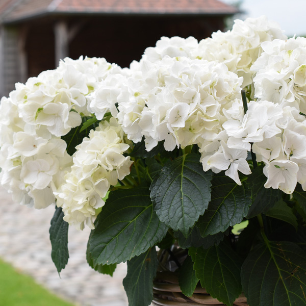 Hydrangea White Knight