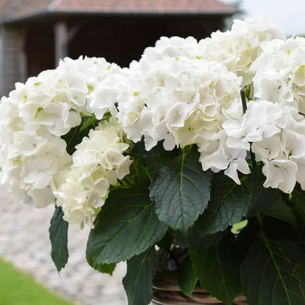 Hydrangea White Knight Hydrangea White Knight