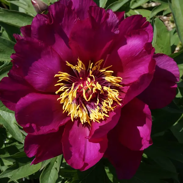 Itoh Peony Morning Lilac