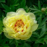 Itoh Peony Bartzella Pkitobar - Garden Express Australia