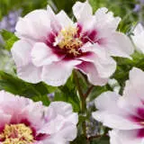 Itoh Peony Cora Louise 2023 Pkitoclo - Garden Express Australia