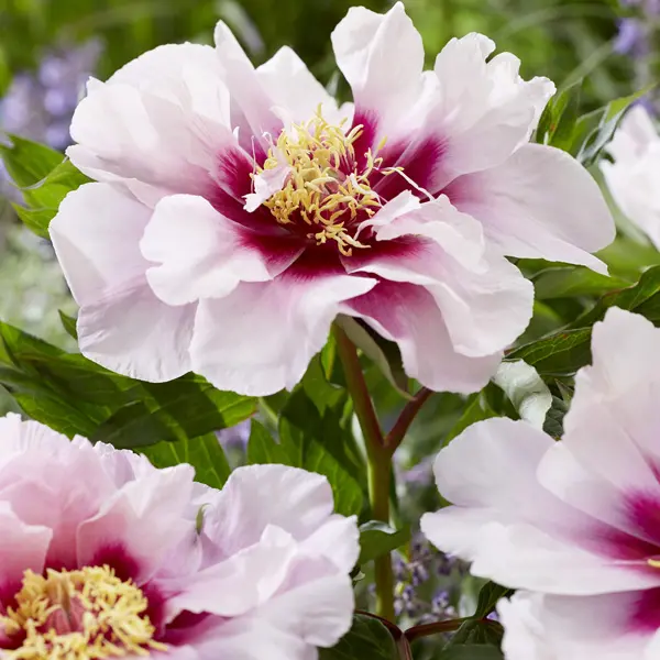 Itoh Peony Cora Louise