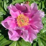 Itoh Peony Luxuriant Pkitolux - Garden Express Australia