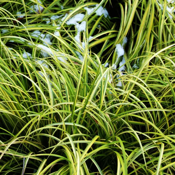 Japanese Variegated Sweet Flag