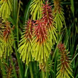 Kniphofia Rasta P68kniras - Garden Express Australia
