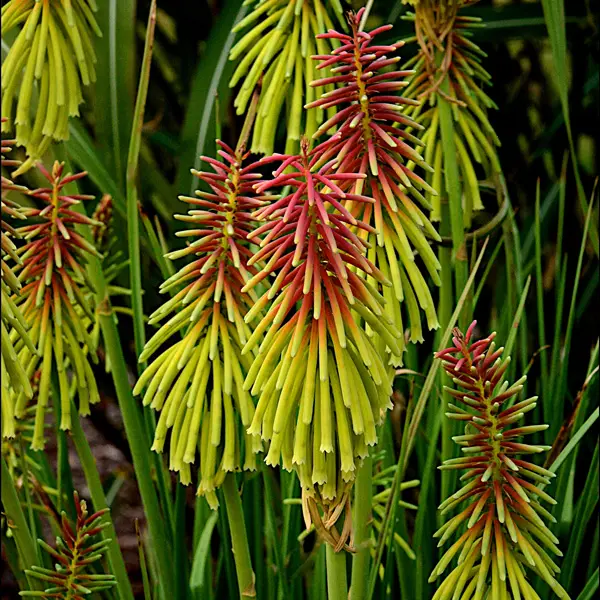 Kniphofia Rasta