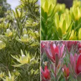 Leucadendron Collection 1 2025 Collcdco1 - Garden Express Australia
