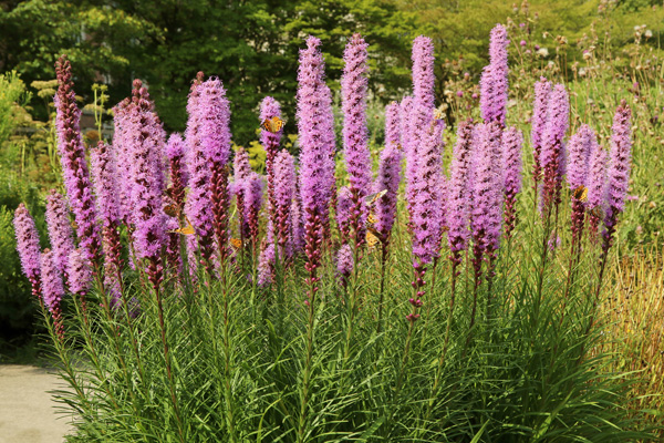 Liatris Purple