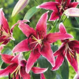 Lilium Miss Feya 2024 Pklilmfye - Garden Express Australia