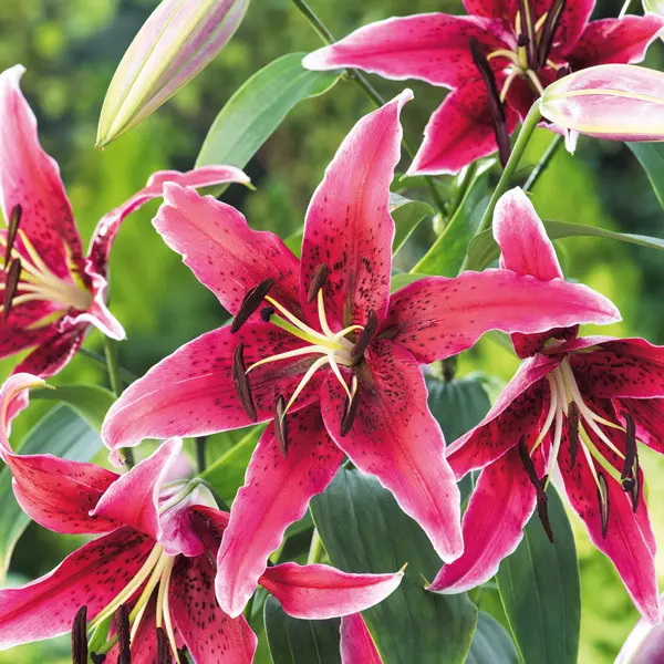 Lilium Miss Feya