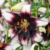 Lilium Stracciatella Pklilstc - Garden Express Australia
