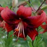 Lilium Strawberry Event Pklilsev 1 - Garden Express Australia