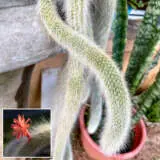 Monkeys Tail Cactus P68montlc - Garden Express Australia