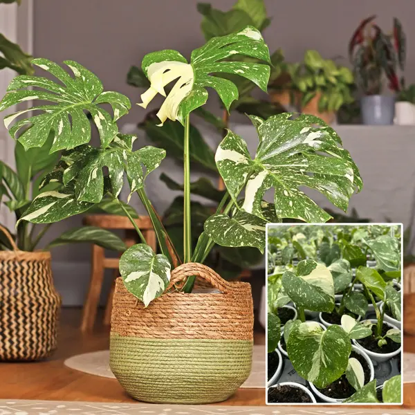 Monstera Thai Constellation 180mm