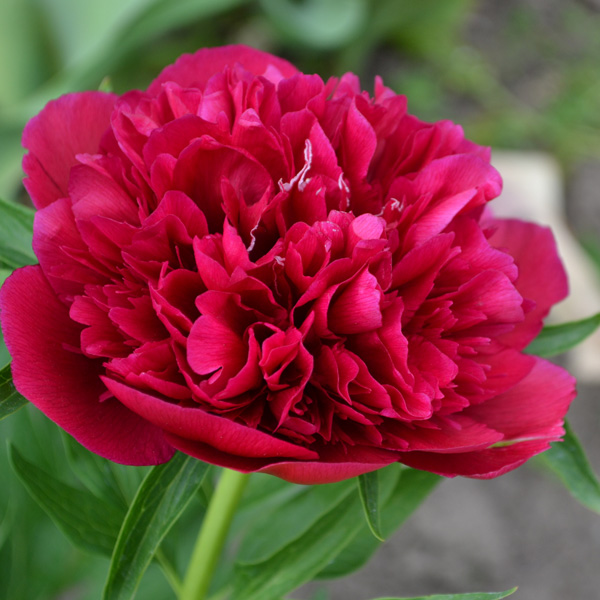 Peony Rose Red Sarah Bernhardt