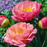 Peony Rose Coral Sunset Pkprocsu - Garden Express Australia