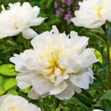 Peony Rose Duchesse De Nemours 2024 Pkproddn - Garden Express Australia