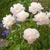Peony Rose Shirley Temple Pkproste - Garden Express Australia