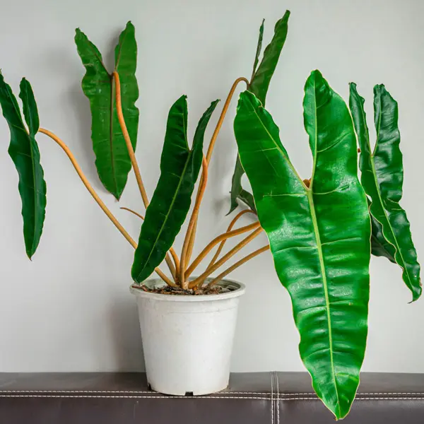 Philodendron Billietiae