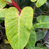 Philodendron Painted Lady P12phipla - Garden Express Australia