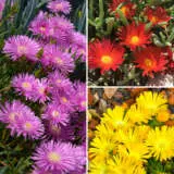 Pig Face Autumn Trio Colpfaat - Garden Express Australia